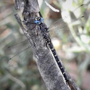 Austroaeschna multipunctata at Cotter River, ACT - 25 Jan 2019