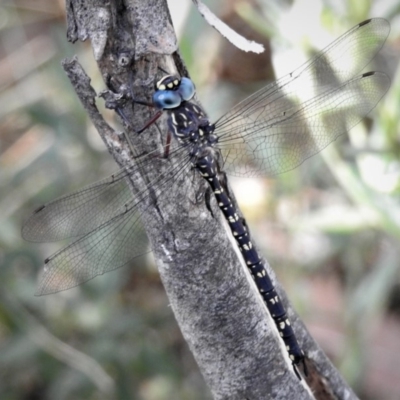 Austroaeschna multipunctata (Multi-spotted Darner) at Cotter River, ACT - 24 Jan 2019 by JohnBundock