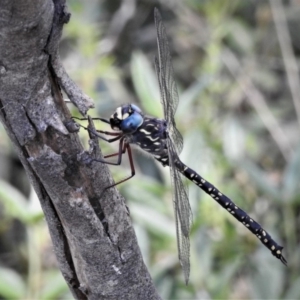 Austroaeschna multipunctata at Cotter River, ACT - 25 Jan 2019