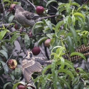 Eudynamys orientalis at Higgins, ACT - 24 Jan 2019 08:11 AM