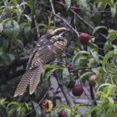 Eudynamys orientalis at Higgins, ACT - 24 Jan 2019 08:11 AM