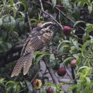 Eudynamys orientalis at Higgins, ACT - 24 Jan 2019 08:11 AM