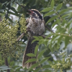 Eudynamys orientalis at Higgins, ACT - 24 Jan 2019 08:11 AM