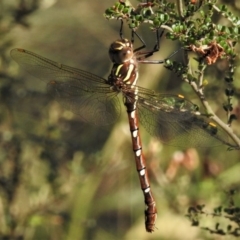 Austroaeschna pulchra (Forest Darner) at Cotter River, ACT - 24 Jan 2019 by JohnBundock