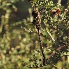 Austroaeschna pulchra at Cotter River, ACT - 25 Jan 2019