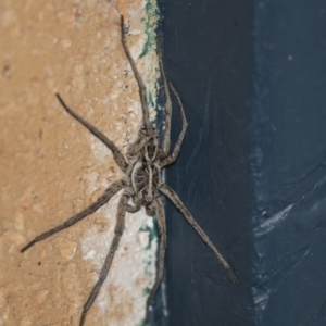 Tasmanicosa sp. (genus) at Higgins, ACT - 22 Jan 2019 11:45 PM