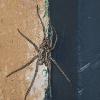 Tasmanicosa sp. (genus) (Tasmanicosa wolf spider) at Higgins, ACT - 22 Jan 2019 by AlisonMilton