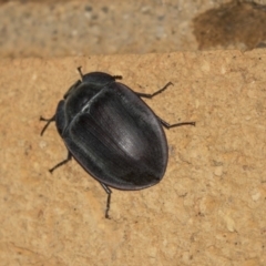 Pterohelaeus piceus (Pie-dish beetle) at Higgins, ACT - 22 Jan 2019 by AlisonMilton