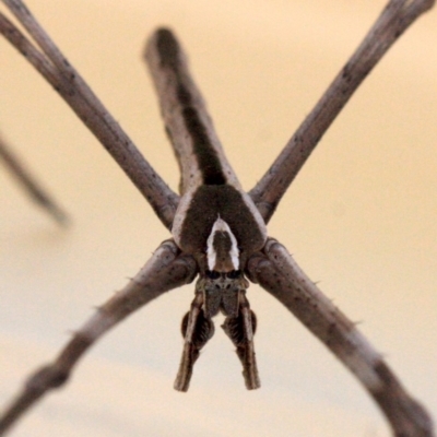 Asianopis subrufa (Rufous net-casting spider) at Ainslie, ACT - 24 Jan 2019 by jb2602