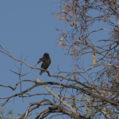 Sturnus vulgaris (Common Starling) at Hawker, ACT - 22 Jan 2019 by Alison Milton