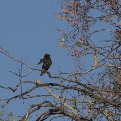 Sturnus vulgaris (Common Starling) at Hawker, ACT - 22 Jan 2019 by Alison Milton