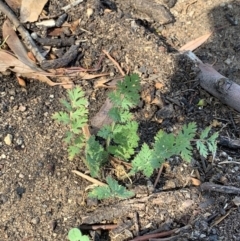 Fumaria sp. (Fumitory) at Weston, ACT - 24 Jan 2019 by AliceH