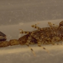 Lychas marmoreus (Little Marbled Scorpion) at Harrison, ACT - 25 Jan 2019 by WalamusPrime