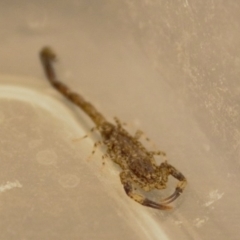 Lychas marmoreus at Harrison, ACT - 25 Jan 2019 11:10 PM