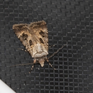 Agrotis munda at Higgins, ACT - 25 Jan 2019 10:14 PM