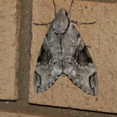 Psilogramma casuarinae (Privet Hawk Moth) at Higgins, ACT - 25 Jan 2019 by AlisonMilton