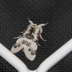 Iropoca rotundata (Iropoca rotundata) at Higgins, ACT - 25 Jan 2019 by Alison Milton