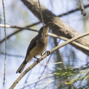 Acanthorhynchus tenuirostris at Dunlop, ACT - 23 Jan 2019