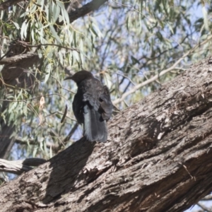 Corcorax melanorhamphos at Hawker, ACT - 23 Jan 2019