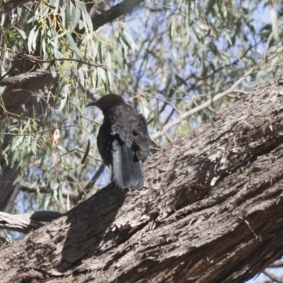 Corcorax melanorhamphos (White-winged Chough) at Hawker, ACT - 22 Jan 2019 by Alison Milton