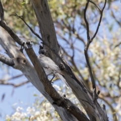 Philemon corniculatus (Noisy Friarbird) at Hawker, ACT - 23 Jan 2019 by AlisonMilton