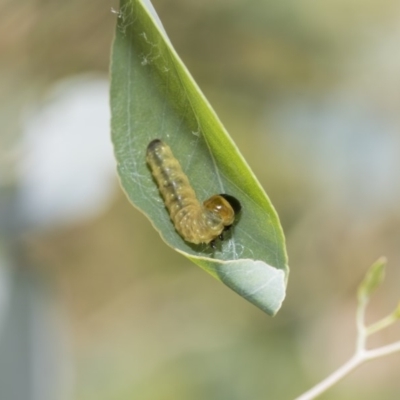 Lepidoptera unclassified IMMATURE (caterpillar or pupa or cocoon) at Hawker, ACT - 23 Jan 2019 by AlisonMilton