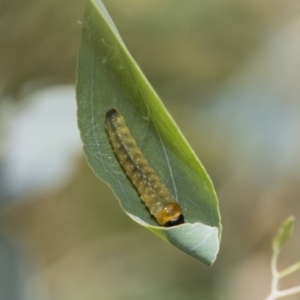 Lepidoptera unclassified IMMATURE moth at Hawker, ACT - 23 Jan 2019