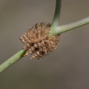 Paropsis atomaria at Hawker, ACT - 23 Jan 2019