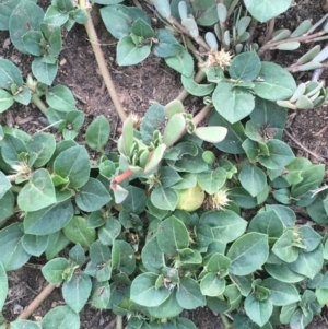 Alternanthera pungens at Acton, ACT - 25 Jan 2019