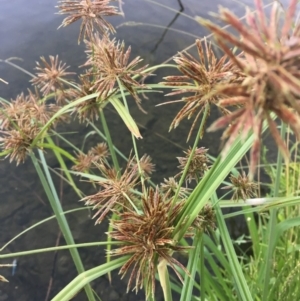 Cyperus congestus at Acton, ACT - 25 Jan 2019