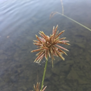 Cyperus congestus at Acton, ACT - 25 Jan 2019