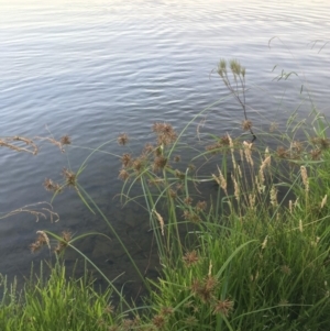 Cyperus congestus at Acton, ACT - 25 Jan 2019