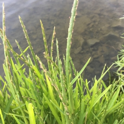 Hemarthria uncinata (Matgrass) at Acton, ACT - 25 Jan 2019 by JaneR