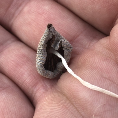 Parasola plicatilis (An Ink Cap) at Maloneys Beach, NSW - 25 Jan 2019 by AaronClausen