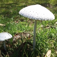 Macrolepiota dolichaula (Macrolepiota dolichaula) at Bawley Point, NSW - 25 Jan 2019 by GLemann