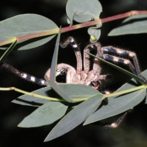 Neosparassus calligaster at Ainslie, ACT - 24 Jan 2019 08:55 PM