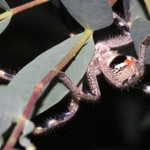 Neosparassus calligaster at Ainslie, ACT - 24 Jan 2019