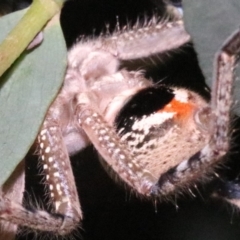 Neosparassus calligaster at Ainslie, ACT - 24 Jan 2019 08:55 PM