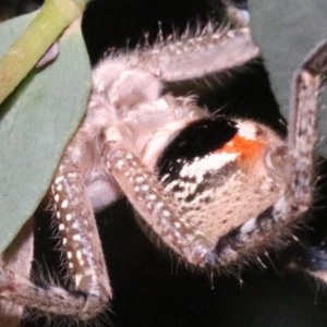 Neosparassus calligaster at Ainslie, ACT - 24 Jan 2019 08:55 PM