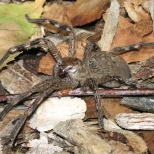 Neosparassus calligaster at Ainslie, ACT - 24 Jan 2019 08:58 PM