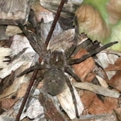 Neosparassus calligaster at Ainslie, ACT - 24 Jan 2019