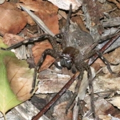 Neosparassus calligaster at Ainslie, ACT - 24 Jan 2019 08:58 PM