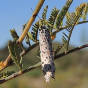 Utetheisa pulchelloides at Greenway, ACT - 9 Jan 2019