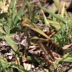 Gastrimargus musicus (Yellow-winged Locust or Grasshopper) at Majura, ACT - 24 Jan 2019 by jb2602