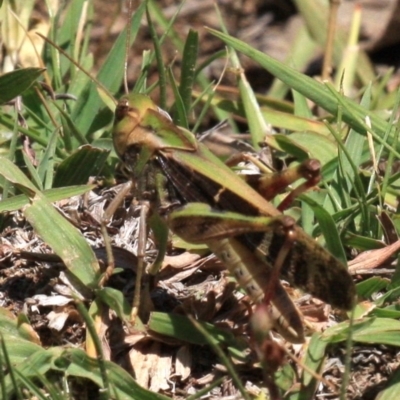 Gastrimargus musicus (Yellow-winged Locust or Grasshopper) at Majura, ACT - 24 Jan 2019 by jbromilow50