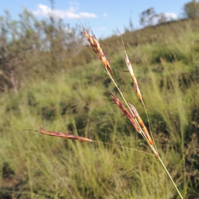 Sorghum leiocladum (Wild Sorghum) at Greenway, ACT - 9 Jan 2019 by MichaelBedingfield