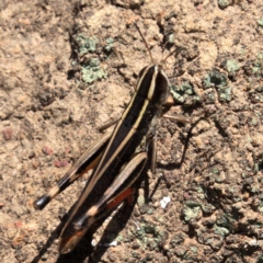 Macrotona australis (Common Macrotona Grasshopper) at Majura, ACT - 24 Jan 2019 by jbromilow50