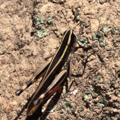 Macrotona australis (Common Macrotona Grasshopper) at Mount Ainslie - 24 Jan 2019 by jb2602