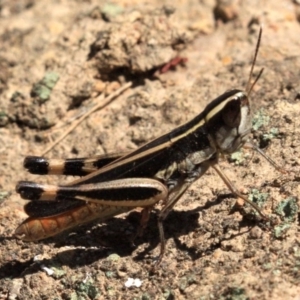 Macrotona australis at Majura, ACT - 24 Jan 2019