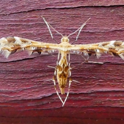 Sphenarches anisodactylus (Geranium Plume Moth) at Kambah, ACT - 25 Jan 2019 by HarveyPerkins